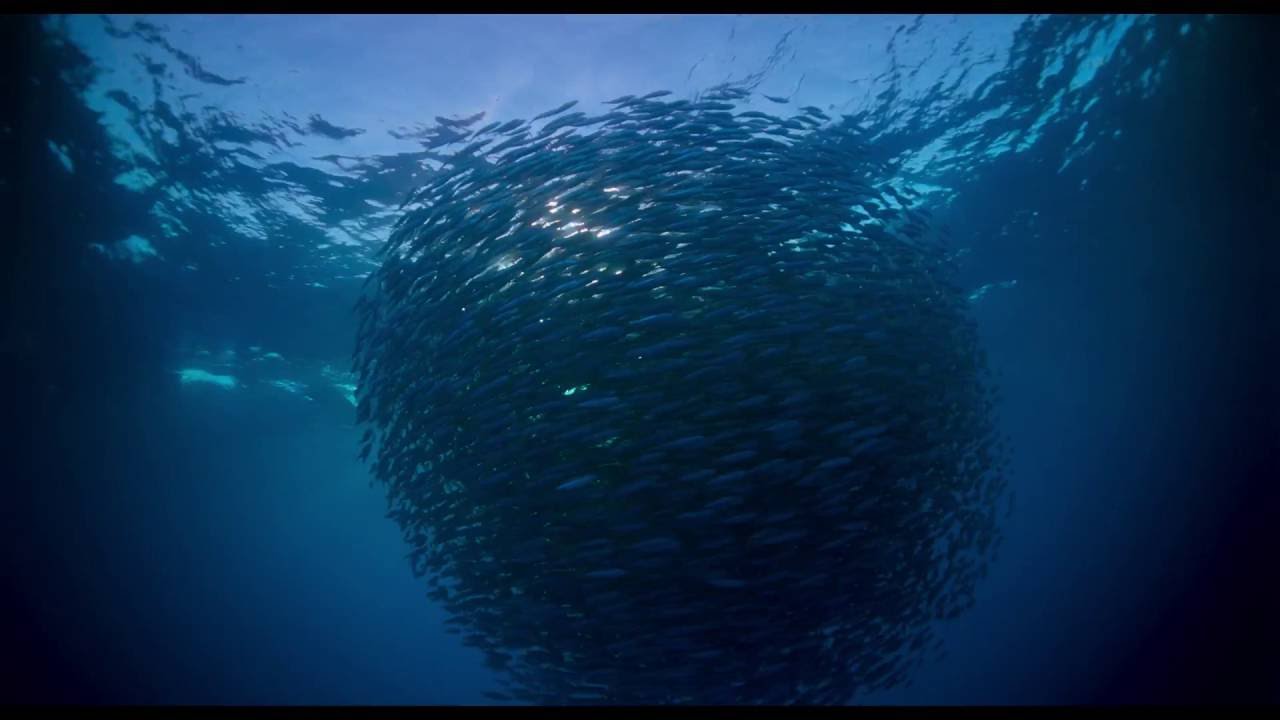 First trailer for Terrence Malick’s Voyage of Time: life’s journey narrated by Cate Blanchett