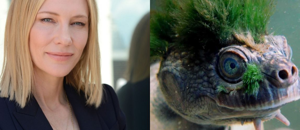 Cate Blanchett voices a Mary River Turtle to support the Wilderness Society