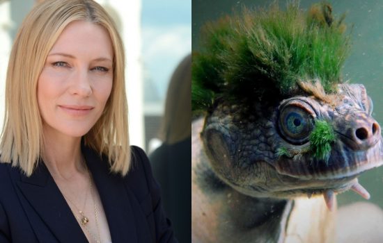 Cate Blanchett voices a Mary River Turtle to support the Wilderness Society